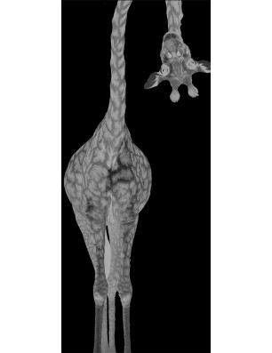Ganzglastür Giraffenhals Gelasert Auf Klarglas