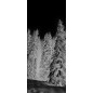 Pendeltür Winterwald Gelasert Auf Klarglas