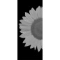 Pendeltür Sonnenblume Gelasert Auf Klarglas