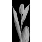 Pendeltür Tulpe Gelasert Auf Klarglas