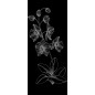 Lichtausschnitt Blume 9 Gelasert Auf Klarglas Lichtausschnitt Blume 9 Gelasert Auf Klarglas
